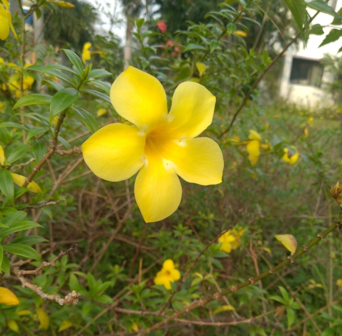 Allamanda cathartica