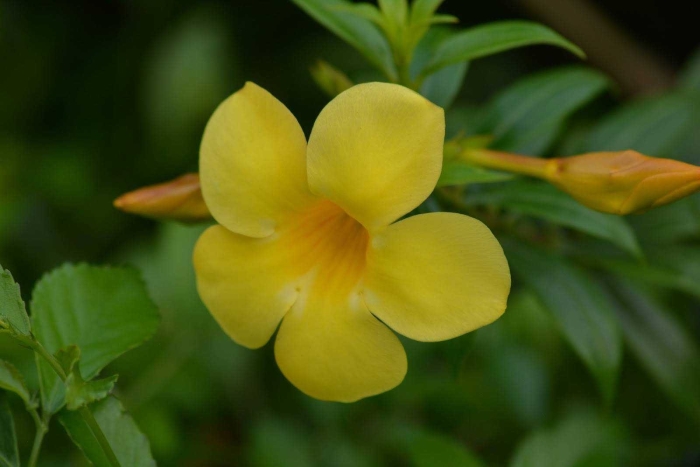 Алламанда тайланд