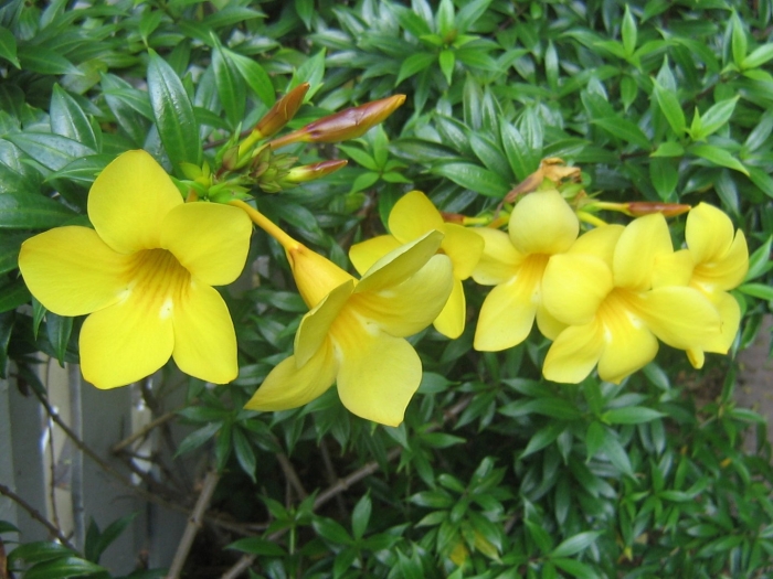 Цветок с желтыми цветами