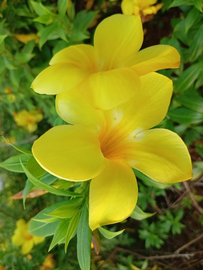 Allamanda cathartica