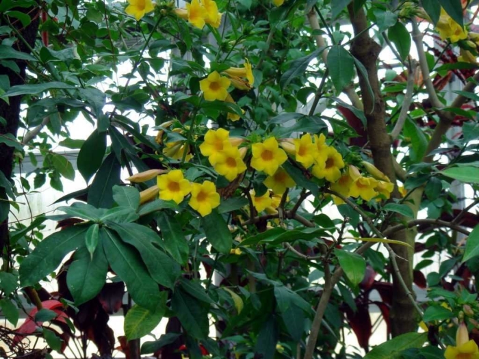 Allamanda neriifolia