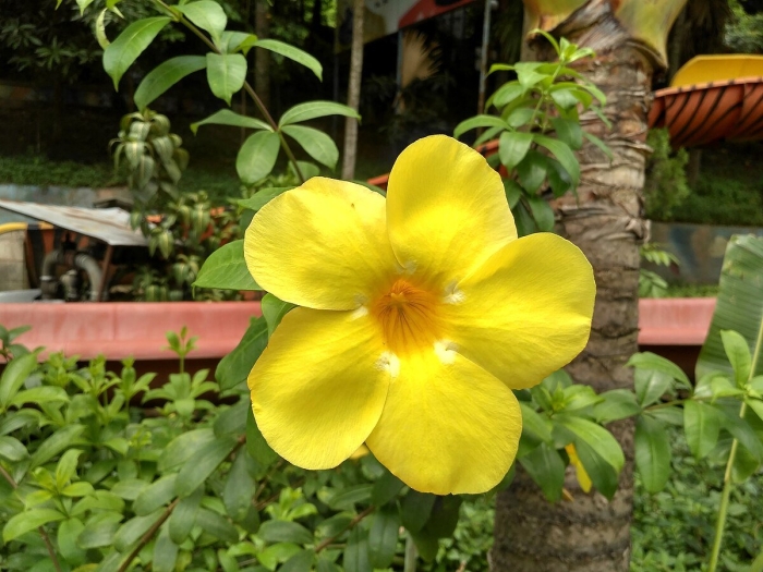 Алламанда баркер