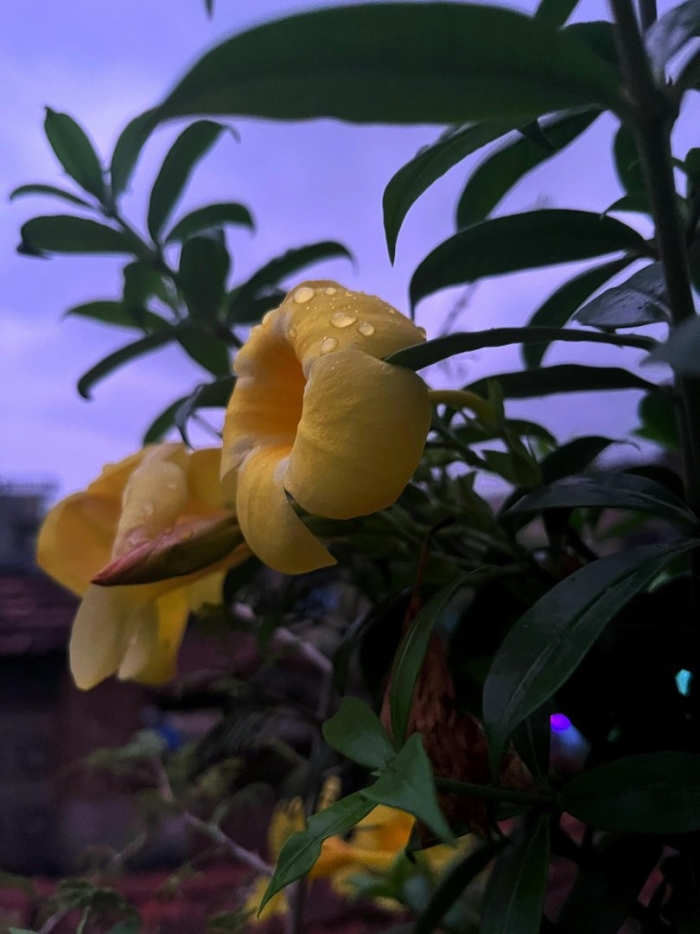 Allamanda cathartica