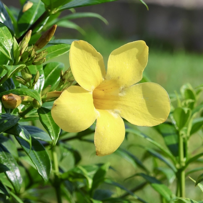 Allamanda cathartica