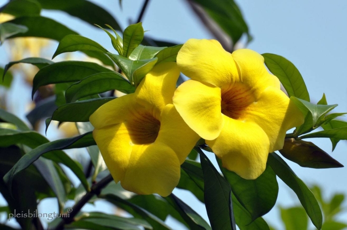 Allamanda cathartica