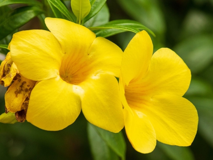 Allamanda cathartica