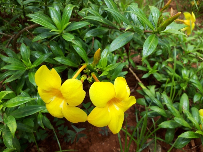 Allamanda cathartica
