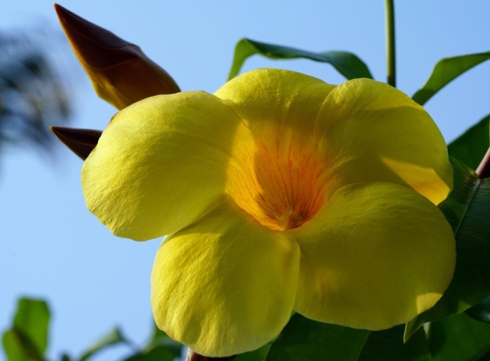 Алламанда (allamanda)