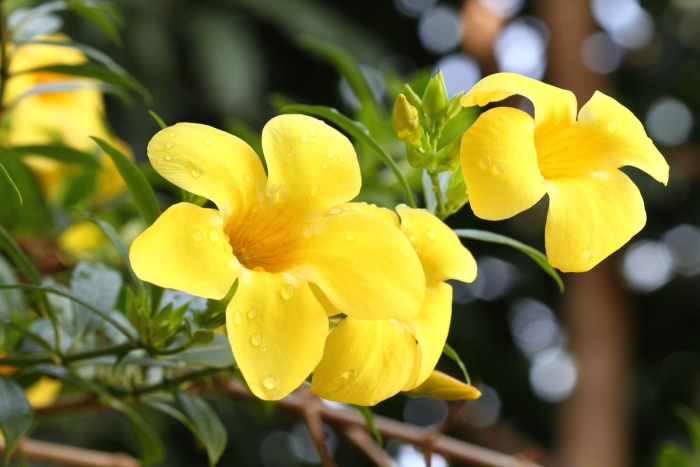 Алламанда слабительная