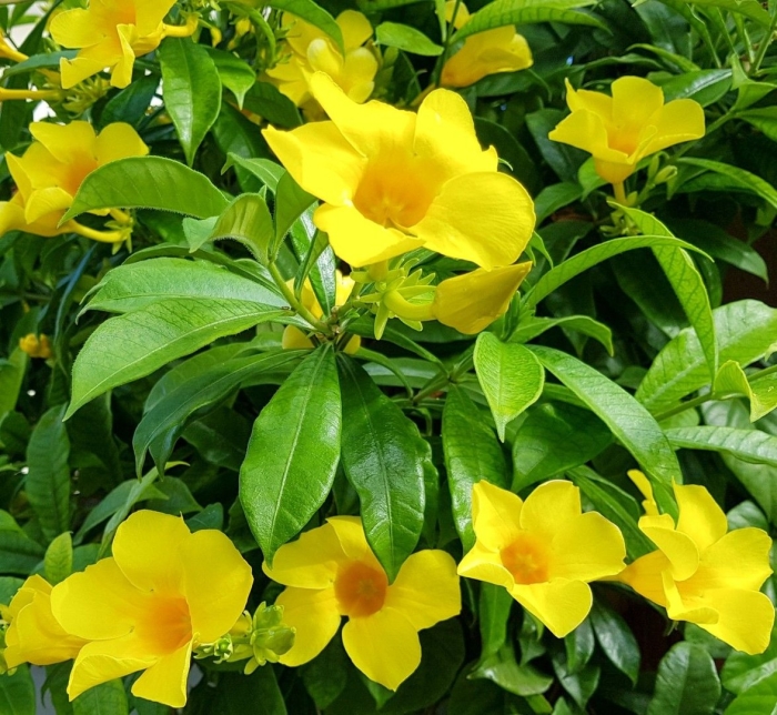 Allamanda schottii