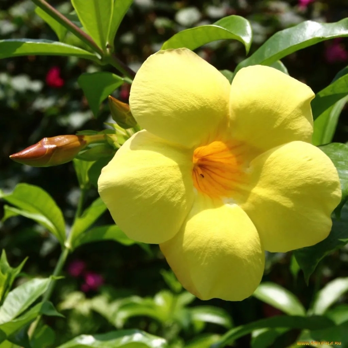 Растение цветок