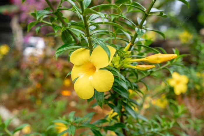 Allamanda cathartica