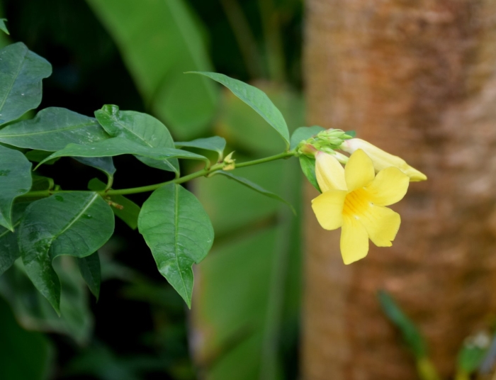 Allamanda schottii