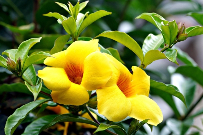 Allamanda cathartica