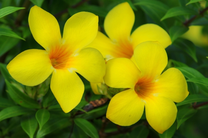 Алламанда цветок