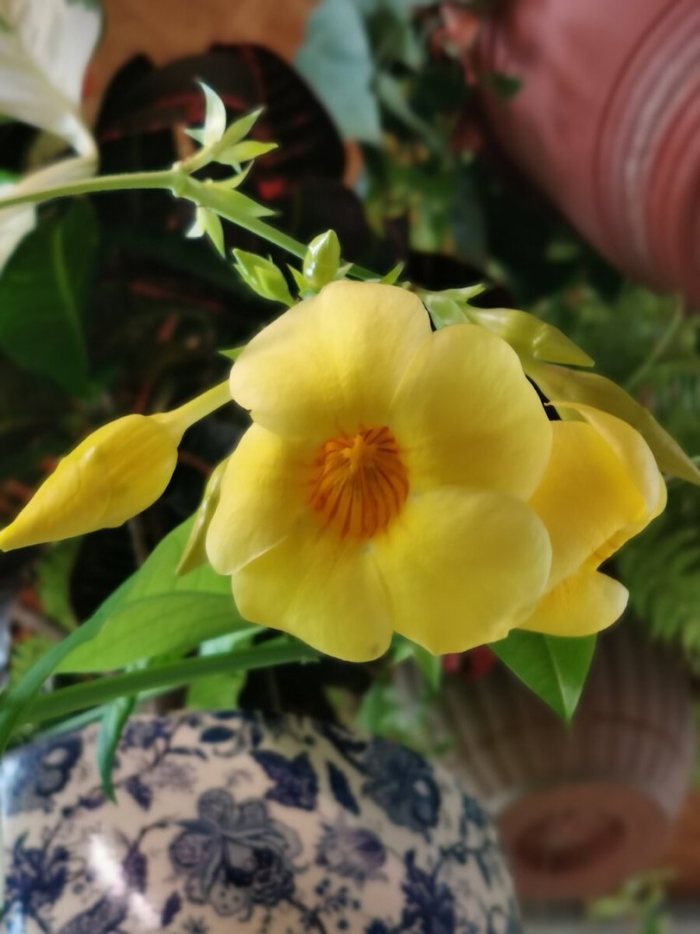 Мандевилла лютея