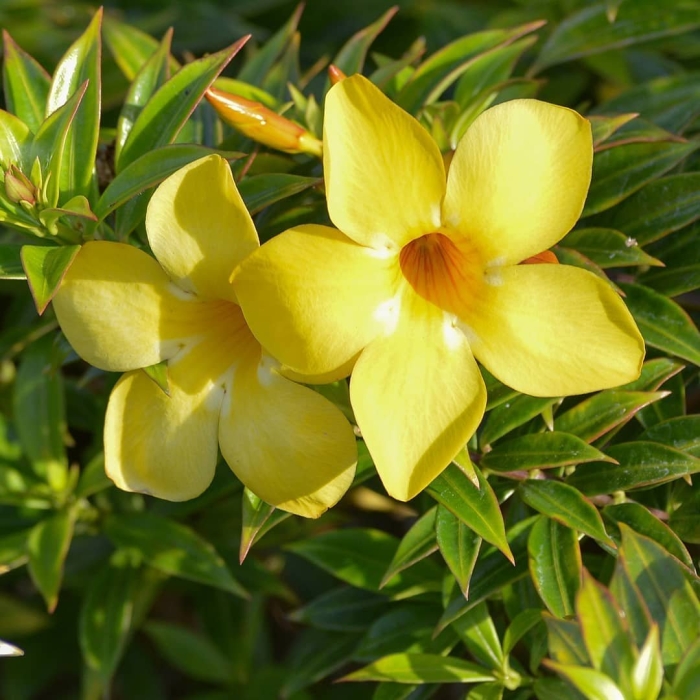 Алламанда слабительная