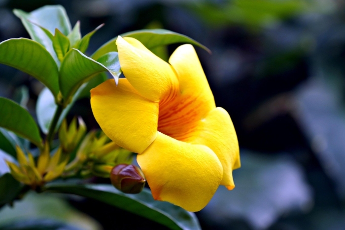 Алламанда цветок