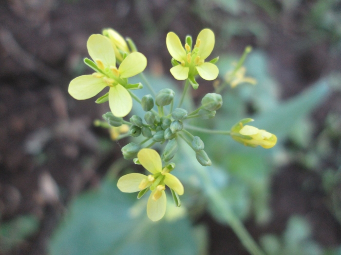Горчица сарептская brassica juncea