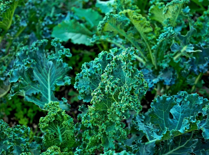 Brassica oleracea дикая