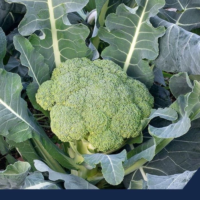 Капуста брокколи