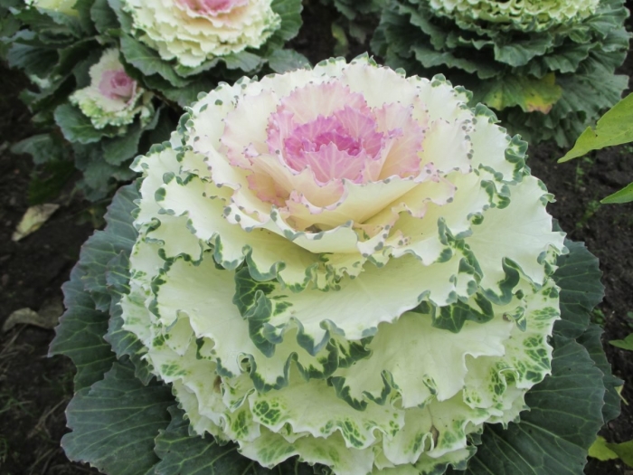 Декоративная капуста brassica oleracea