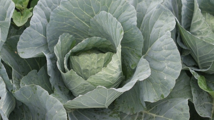 Сорт капусты