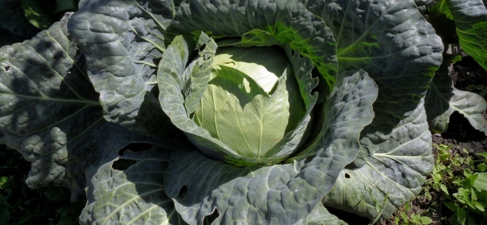Капуста кочанная brassica