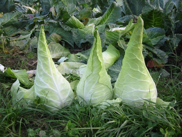 Капуста коническая редженси