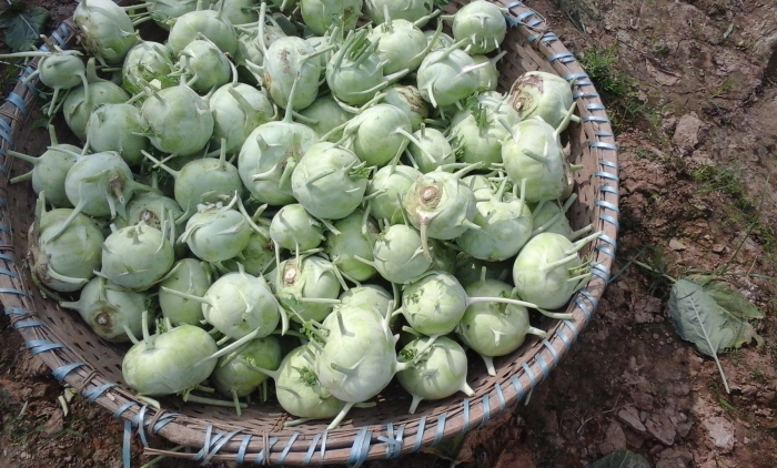 Капуста кольраби