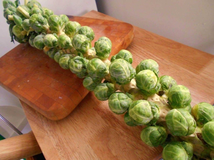 Кольраби брюссельская капуста