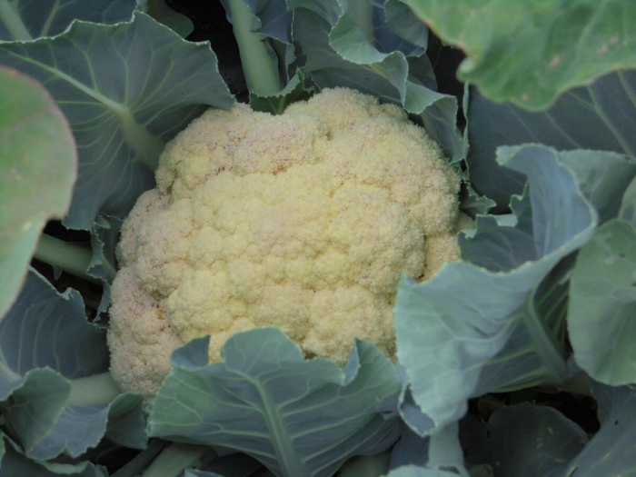 Капуста цветная гудман гавриш