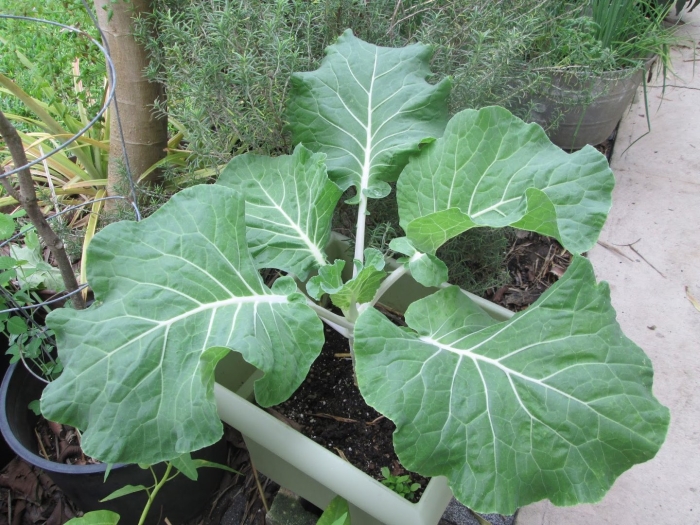 Португальская капуста