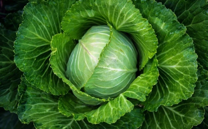 Капуста белокочанная крюмон