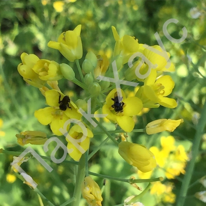 Сурепица озимая