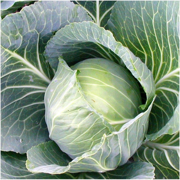 Капуста brassica