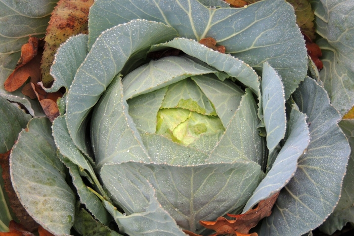 Лахана капуста