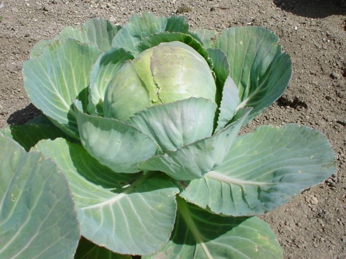 Brassica oleracea