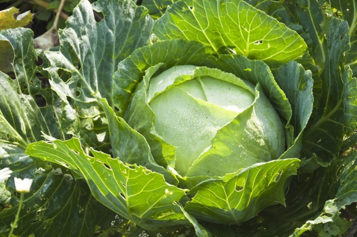 Дикая однолетняя капуста