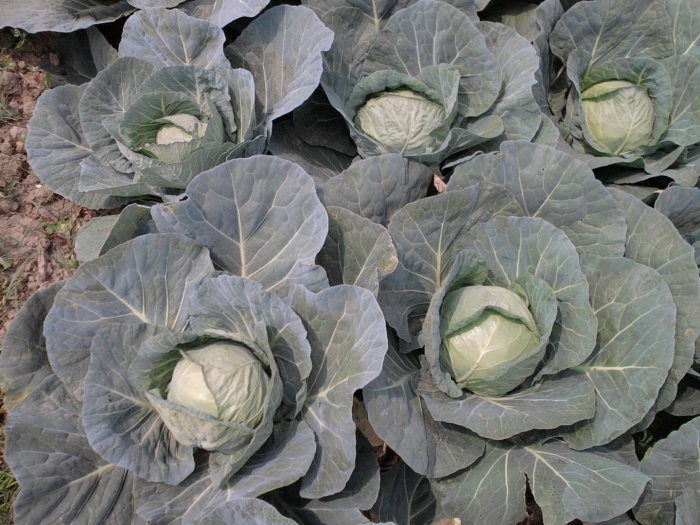 Brassica oleracea var