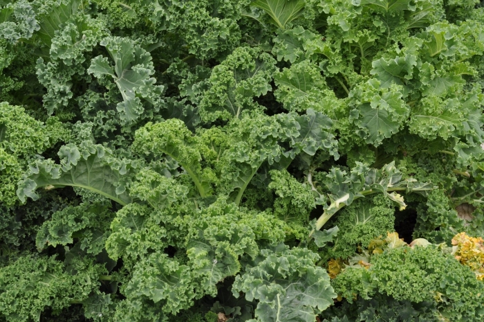 Капуста кудрявая кейл