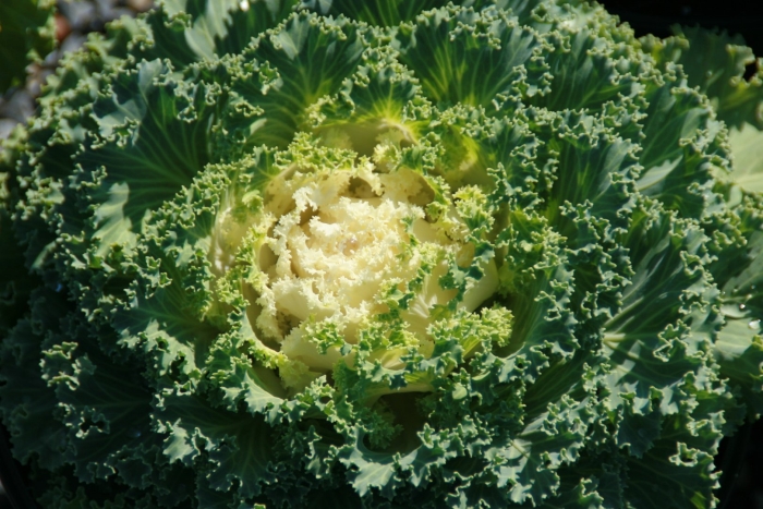 Brassica oleracea var acephala