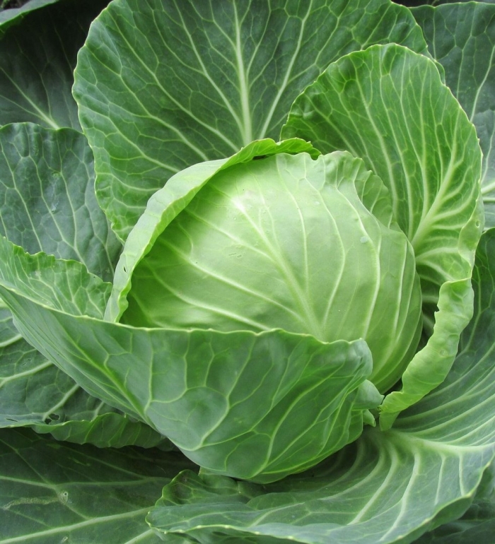 Капуста белокочанная белорусская