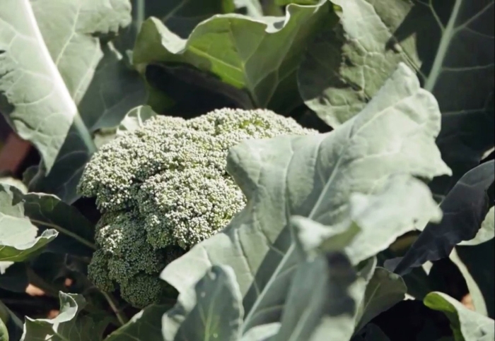 Капуста брокколи