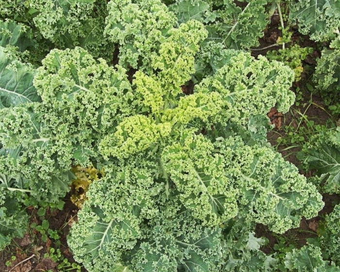 Капуста кейл