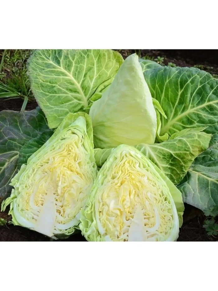 Капуста белокочанная коническая карафлекс f1