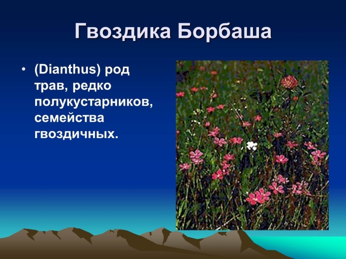 Растения семейства гвоздичные