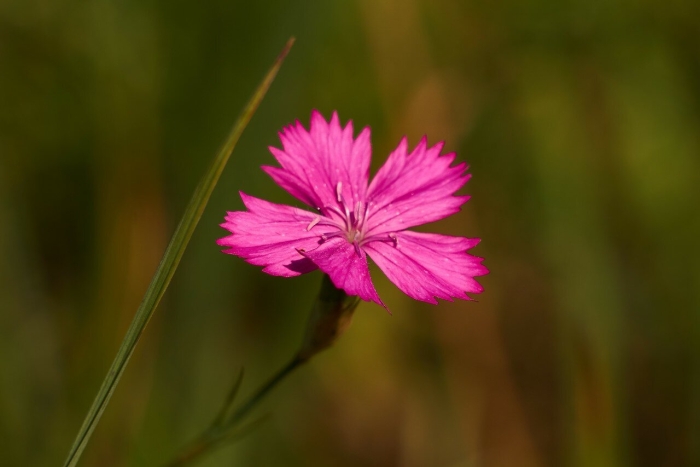 Dianthus versicolor - гвоздика полевая