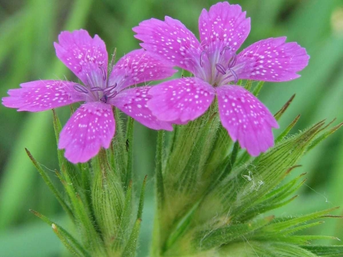Dianthus armeria