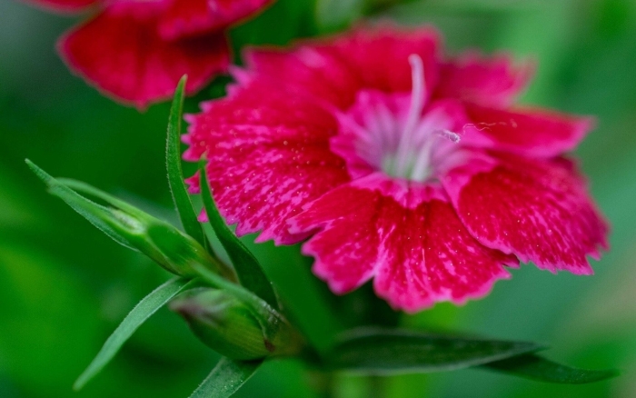 Полевая гвоздика